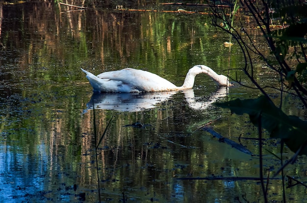 Cisne branco no rio Reflexões na superfície da água