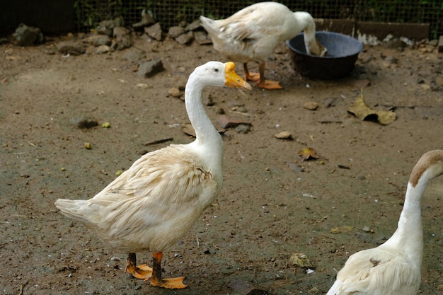 Cisne Branco. O Cisne Branco é uma das espécies protegidas do mundo. Cygnus olor. angsa. unggas.