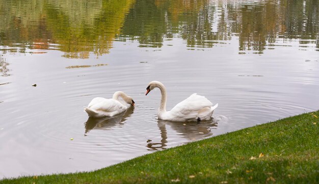 Cisne branco pela manhã em um lago