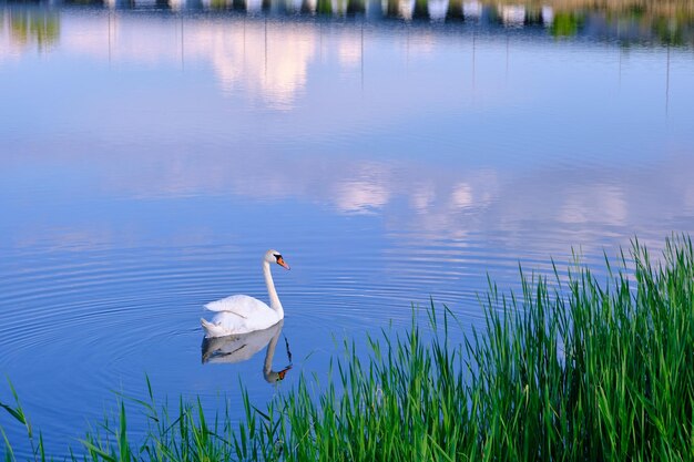 Cisne branco solitário nada na água azul do fundo do lago Bird