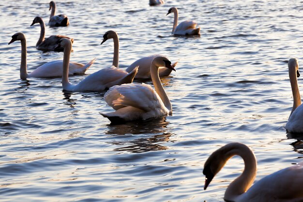 Cisne Branco