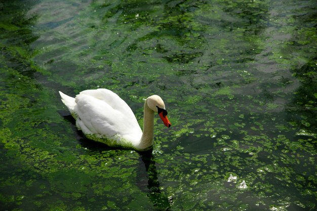 cisne branco