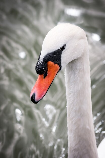 Cisne branco