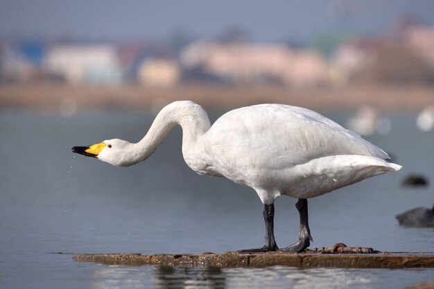 Cisne-bravo (cygnus cygnus)