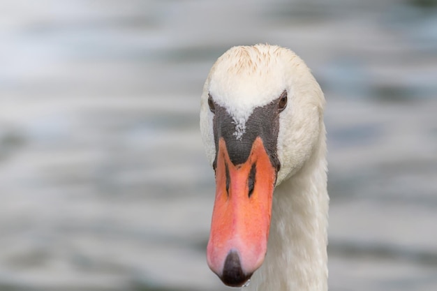 Cisne de cerca, retrato de cisne, Cygnus