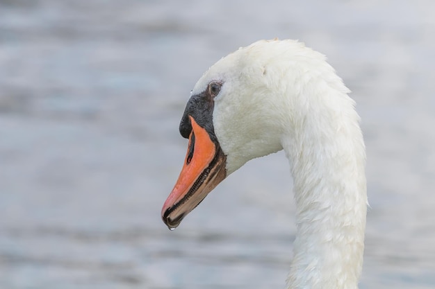 Cisne de cerca, retrato de cisne, Cygnus