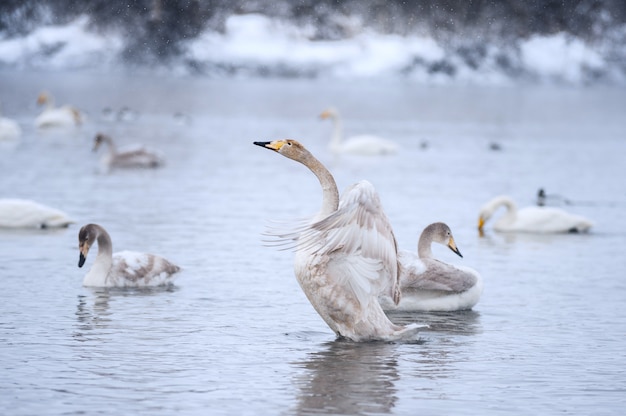 Cisne-cinzento bate as asas na lagoa