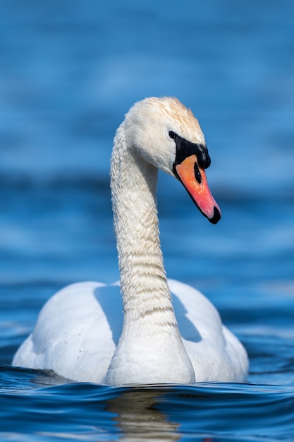 Cisne en un claro reflejo de río azul profundo