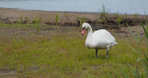 El cisne come hierba en el parque.