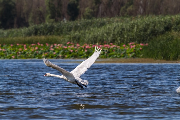 El cisne corre y vuela por los aires