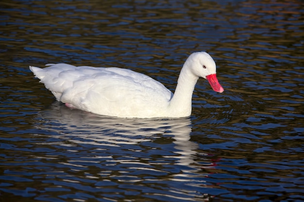 Cisne Coscoroba (Coscoroba coscoroba)