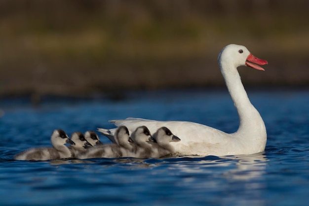 Cisne Coscoroba con polluelos Coscoroba coscoroba La Pampa Argentina