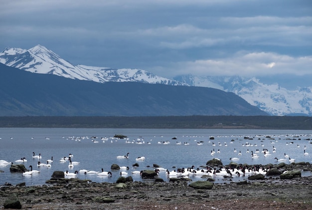 El cisne de cuello negro en la Patagonia en el sur de Chile cerca del parque nacional Torres del Paine