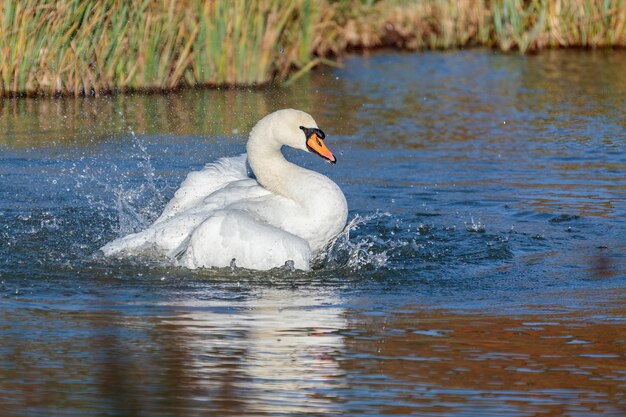 Cisne (Cygnus olor) chapoteando en el agua