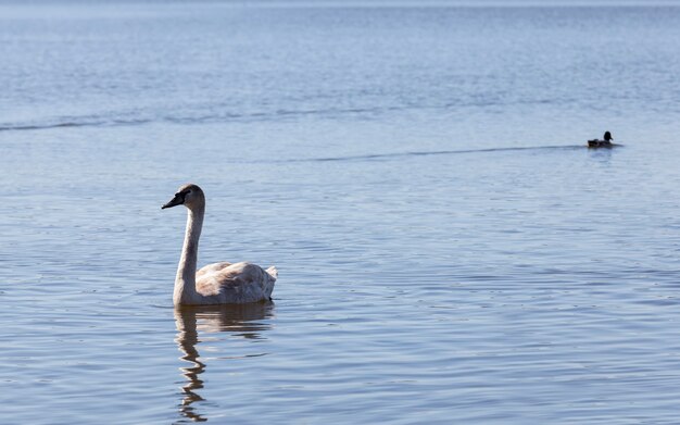 Cisne de belas aves aquáticas no lago na primavera