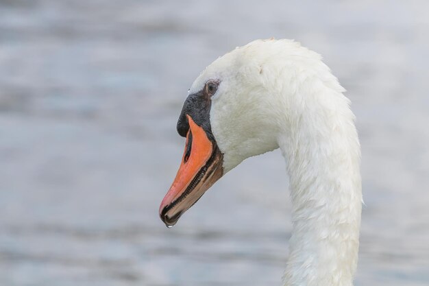 Cisne de perto, retrato de Cisne, Cygnus