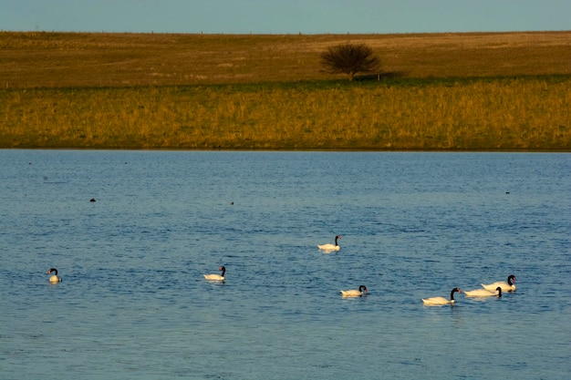 Cisne de pescoço preto nadando em uma lagoa Província de La Pampa Patagônia Argentina