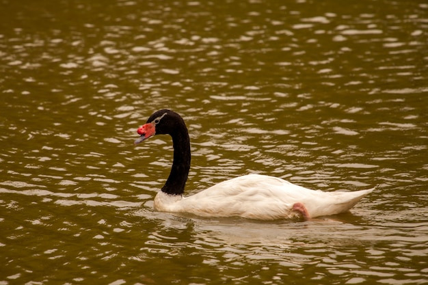 Cisne de pescoço preto no lago