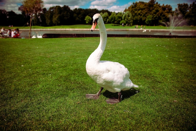 Cisne descansando em um gramado verde na primavera