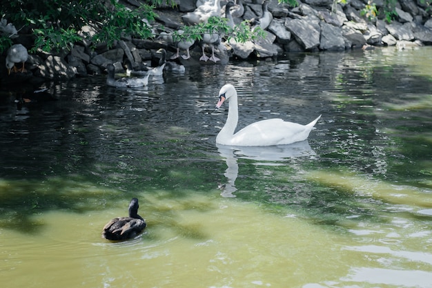 Cisne e pato selvagem flutuando no rio