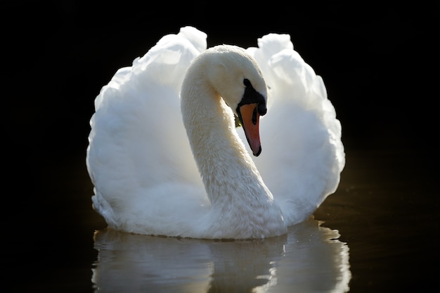 Cisne em lago close up