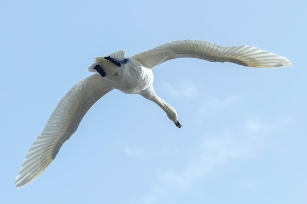 Cisne em voo céu azul (Cygnus olor)