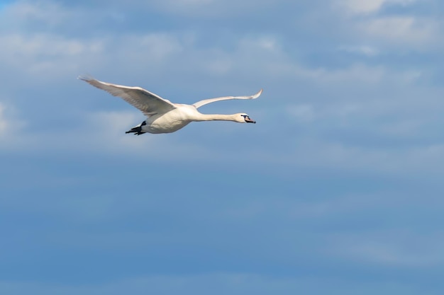 Cisne em voo céu azul (Cygnus olor)