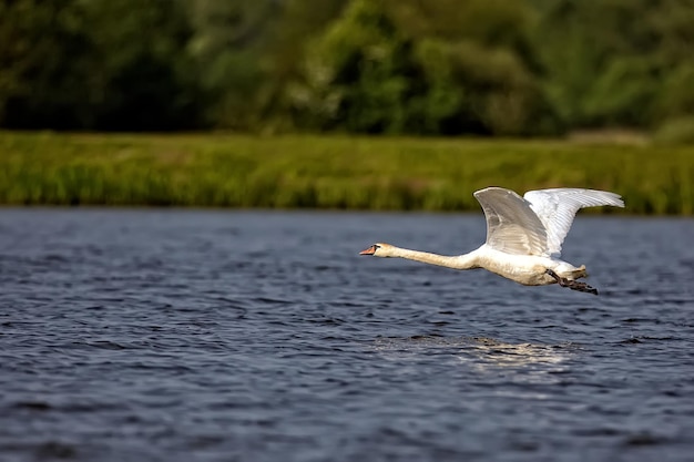 Cisne em vôo x9