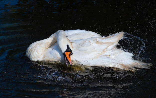 Cisne espirrando na água espalhando penas