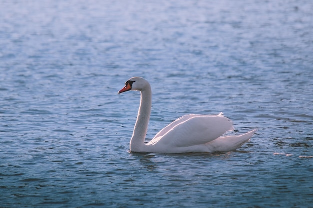 Un cisne está nadando en el agua con el sol brillando sobre él.