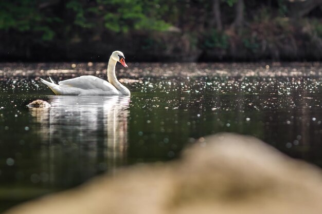 El cisne en el estanque