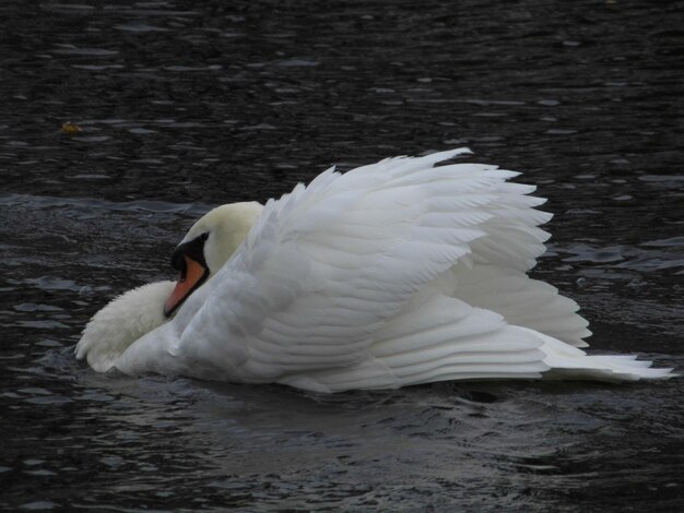 Foto cisne flotando en el agua