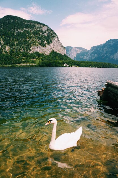 Foto el cisne flotando en el lago contra el cielo