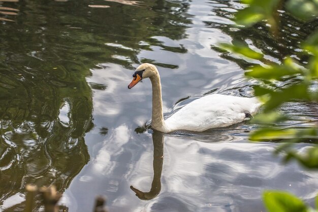 Cisne flotando en el lago