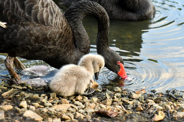 Cisne flutuando no lago