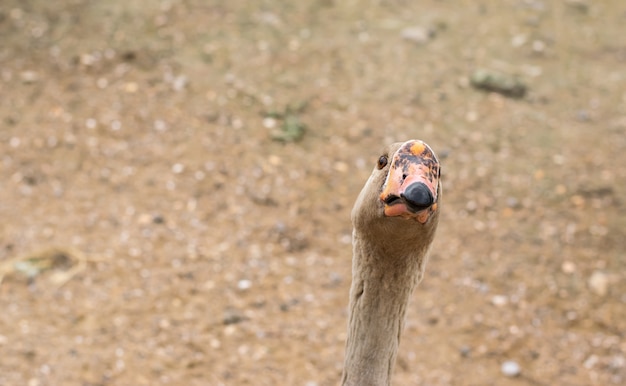 Cisne de ganso posa para una foto sobre un fondo de arena.