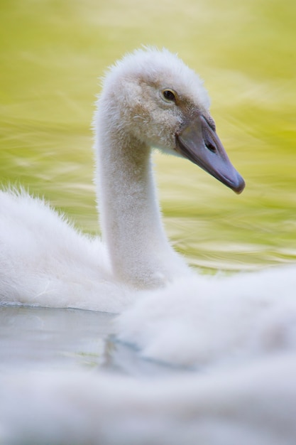 Foto cisne jovem