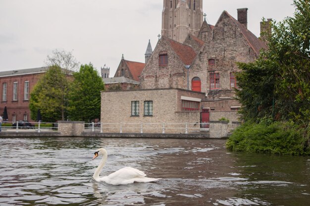 Cisne en el lago en Brujas, Bélgica