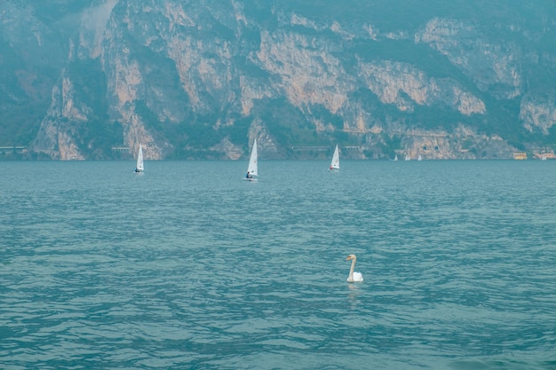 Un cisne en el lago de Garda. Un velero y un cisne. Italia.