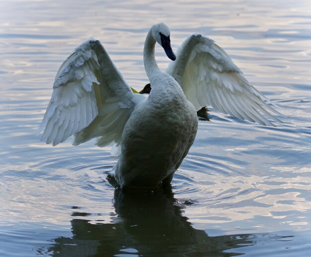 Foto cisne en un lago