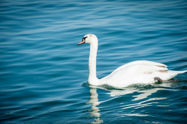 Cisne en el lago