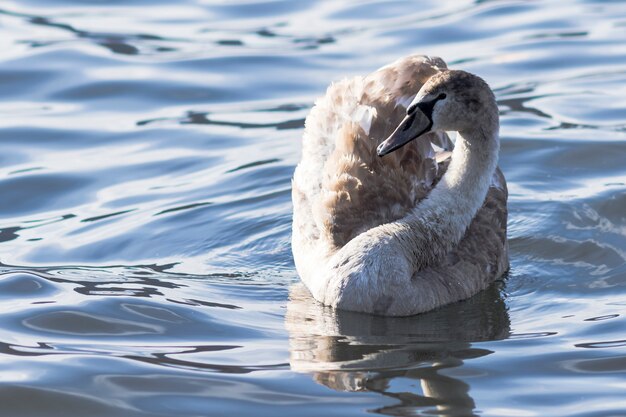 Cisne, ligado, azul, lago, água