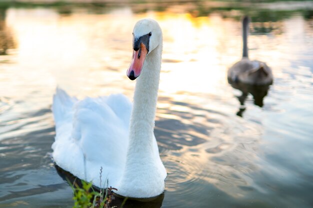 Cisne lindo branco nadando na água do lago no verão.