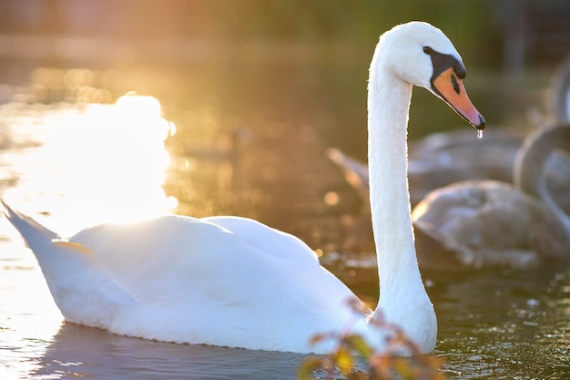 Cisne lindo branco nadando na água do lago no verão.