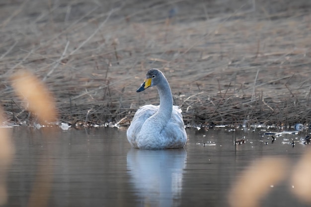 Un cisne macho en el agua.