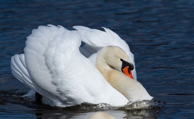 Cisne macho flutuando em um rio