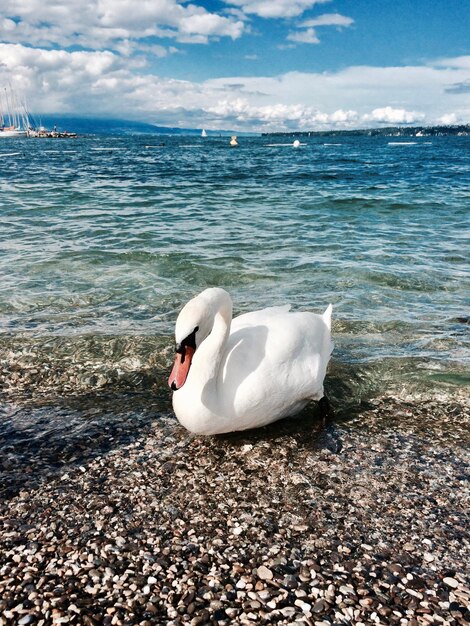 Foto un cisne en el mar