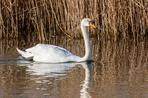 Foto cisne en las marismas del ampurdan.