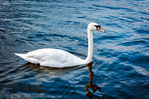 Cisne muda Cygnus olor no lago