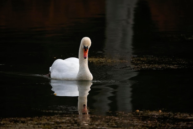 Cisne muda masculina para baixo no lago